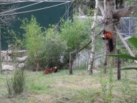 Tilburg - Beekse Bergen szafaripark